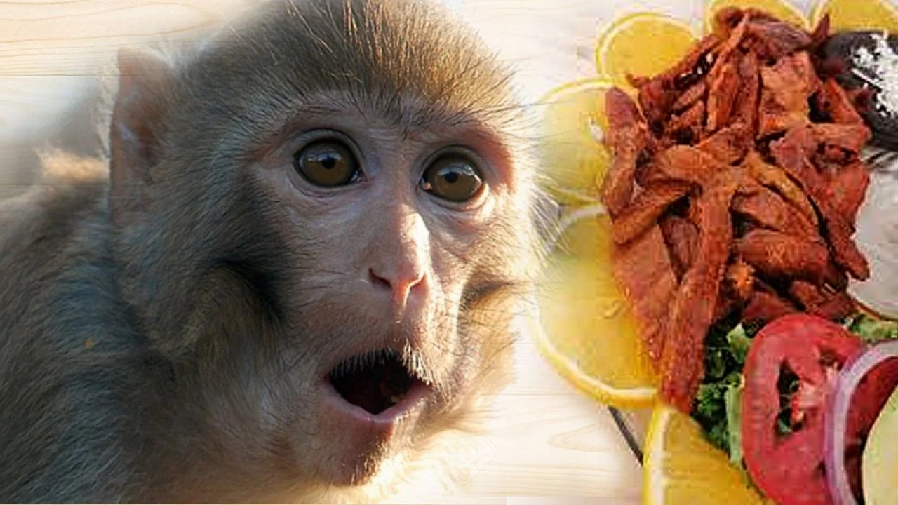 ¿Carne de chango? El platillo más popular de Catemaco ‣ La Torre News